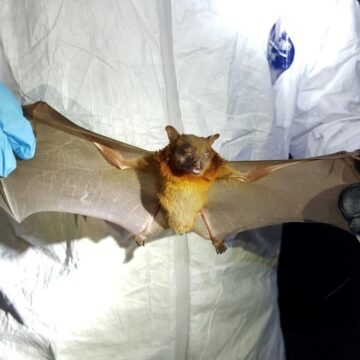 Scientists find new ‘brain-inflaming’ bat viruses in China