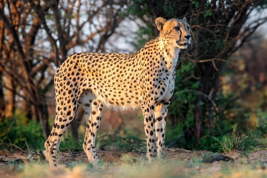 8-Year-Old Cheetah Has Died From Injuries At Kuno National Park In Madhya Pradesh, Reducing The Population To 26