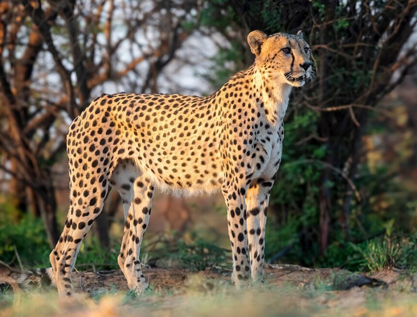 8-Year-Old Cheetah Has Died From Injuries At Kuno National Park In Madhya Pradesh, Reducing The Population To 26