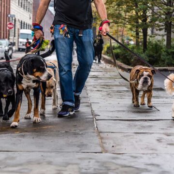 Maharashtra Dog Walker Earns ₹4.5 Lakh a Month—Outshining His MBA Brother