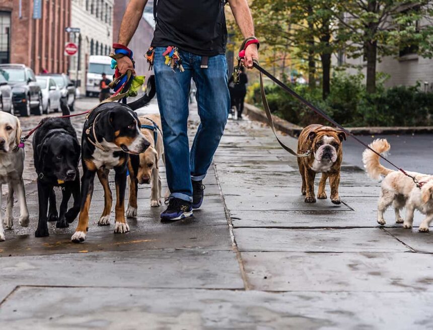 a-dog-walk-walking-the-dogs-in-the-city-2021-08-29-11-29-17-utc Maharashtra Dog Walker Earns ₹4.5 Lakh a Month—Outshining His MBA Brother