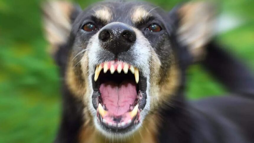 Stray dog assaults leave over 15 injuries in Bhatkal, Karnataka, within a span of 70 hours