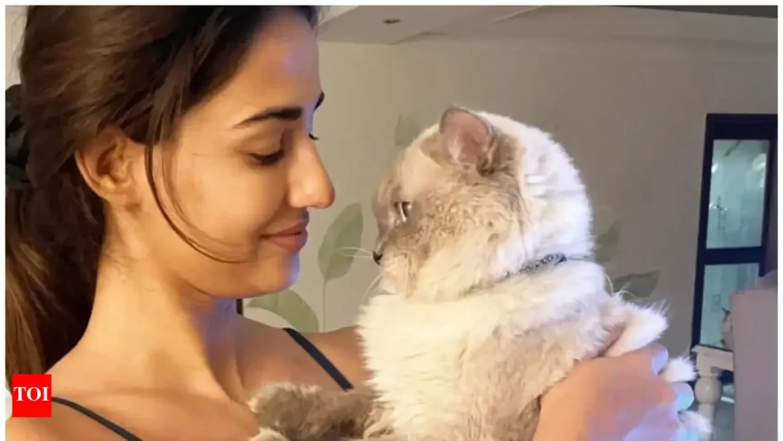 Disha Patani’s Typical Morning Routine With Her Cat Appeared As Follows