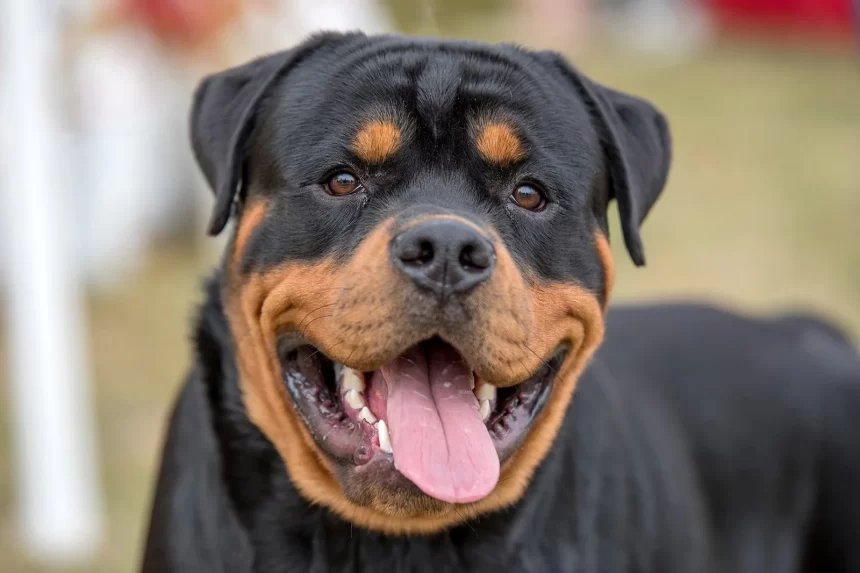 Rottweilers bit her face, legs, ear, and arm crushed: Dehradun 75-year-old woman Battels for life