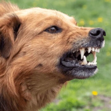 21-Year-Old Kanpur Student Mauled by Stray Dogs, Receives 17 Stitches