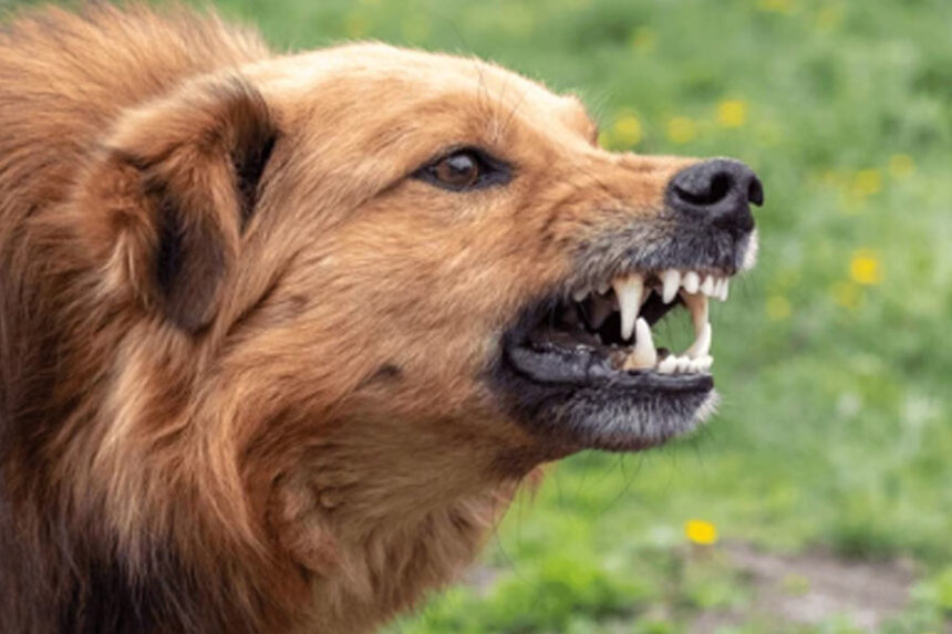 21-Year-Old Kanpur Student Mauled by Stray Dogs, Receives 17 Stitches