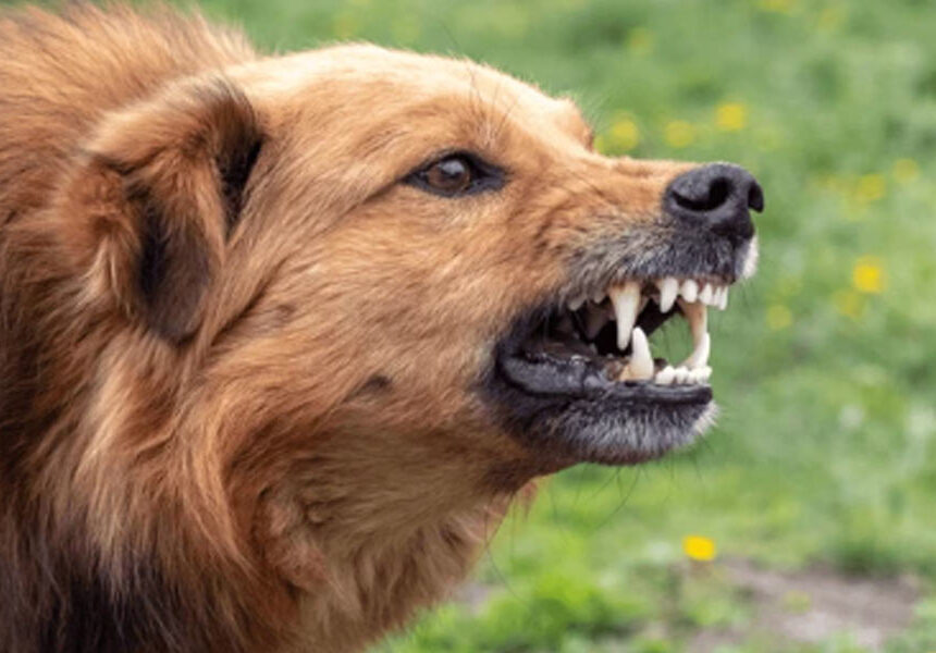 21-Year-Old Kanpur Student Mauled by Stray Dogs, Receives 17 Stitches