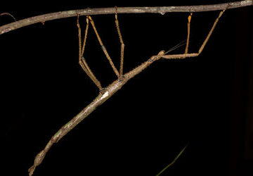 jcu-scientists-identify-australia’s-heaviest-insect-in-remote-rainforest-canopy