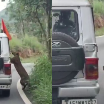 Leopard Attacks 13-Year-Old Boy During Safari at Bengaluru’s Bannerghatta Biological Park