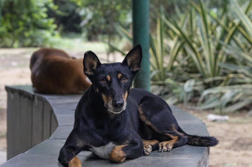 Supreme Court to Deliver Verdict on Stray Dog Relocation Case on Friday