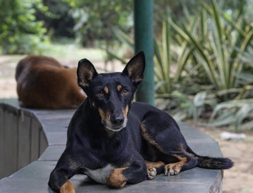 PTI08_13_2025_000421B Supreme Court to Deliver Verdict on Stray Dog Relocation Case on Friday