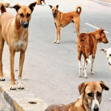 After Delhi, Rajasthan High Court Orders Removal of Stray Dogs & Animals From City Roads