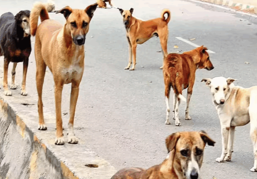 StrayDogs After Delhi, Rajasthan High Court Orders Removal of Stray Dogs & Animals From City Roads