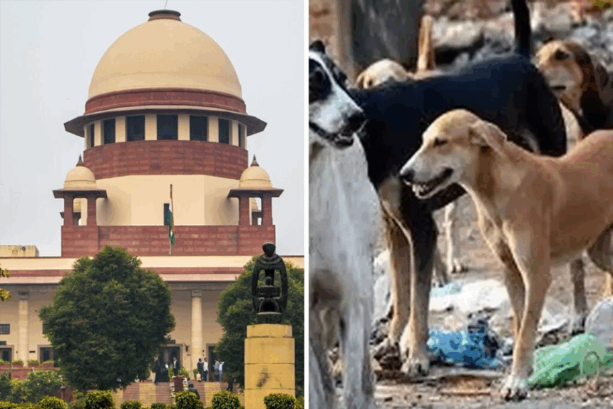 Supreme Court Orders Removal of All Stray Dogs From Delhi-NCR: Sparks Outrage and Support Online