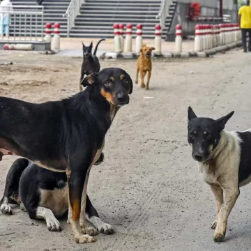 New Supreme Court Bench to Hear Stray Dog Case Today