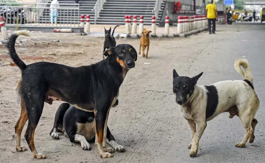 New Supreme Court Bench to Hear Stray Dog Case Today