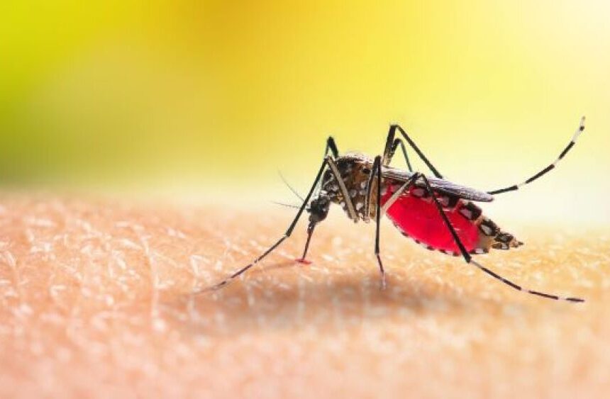 China has reported 7,000 cases of Chikungunya, information on its causes and treatment