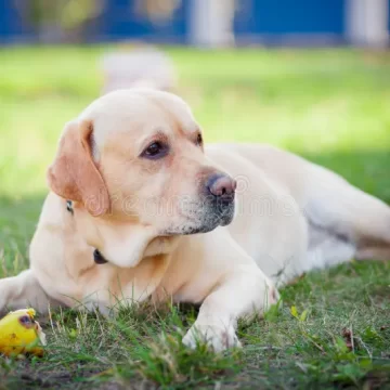 Supreme Court Eases Stray Dog Order, Allows Release After Sterilisation