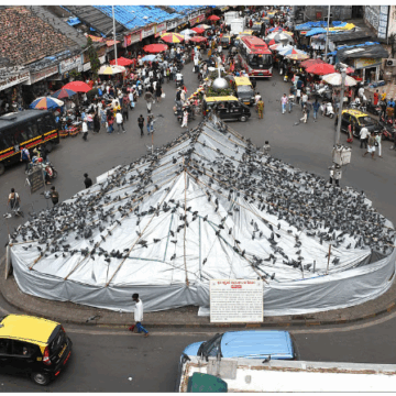 Dadar Kabutarkhana Trust Approaches Supreme Court for Interim Relief on Controlled Pigeon Feeding
