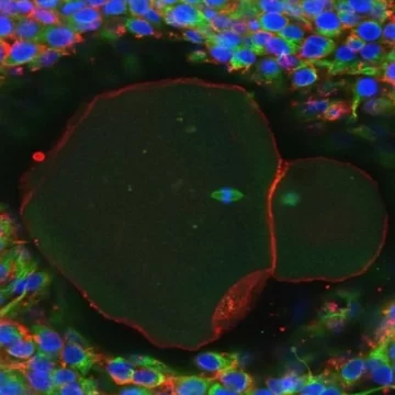 Lab-Cultivated Human Eggs Offer Landmark Breakthrough with Promise for Infertility Treatment