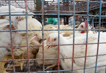 rare-h5n5-bird-flu-case-raises-vigilance-in-united-states
