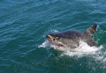 12-year-old-boy-bitten-by-shark-at-sydney-harbor-beach
