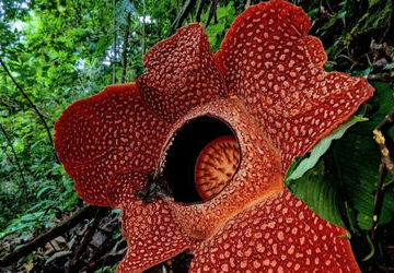 after-13-years-of-waiting,-conservationists-rediscovered-one-of-the-world’s-rarest-flowers-in-sumatra