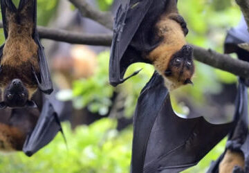 thailand-enhances-screening-of-flights-originating-from-nipah-virus-high-risk-region