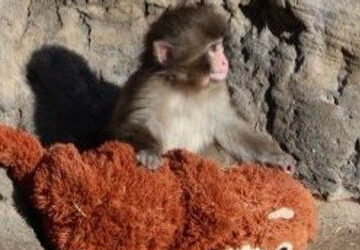who-is-punch,-the-baby-monkey-going-viral-after-being-rejected-by-mother?