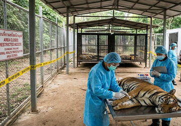 mass-tiger-deaths-reported-after-virus-spreads-in-thailand:-reports