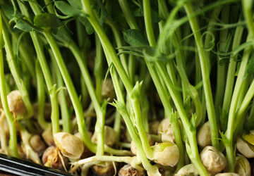 study-shows-chickpea-can-grow-and-produce-seeds-in-simulated-‘moon-soil’