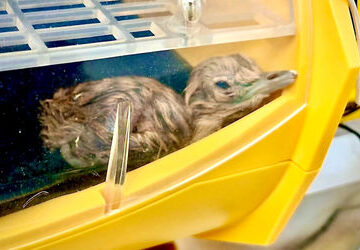 ai-boost-for-conservation:-two-great-indian-bustard-chicks-hatched,-count-reaches-70