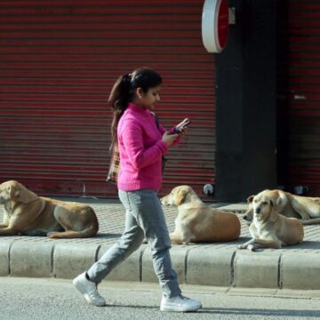 11stray-dogs Supreme Court Permits Euthanasia for Rabid and Dangerous Stray Dogs in Landmark Public Safety Ruling