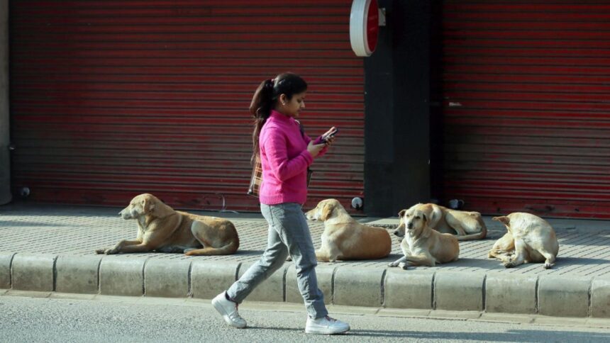 Supreme Court Permits Euthanasia for Rabid and Dangerous Stray Dogs in Landmark Public Safety Ruling