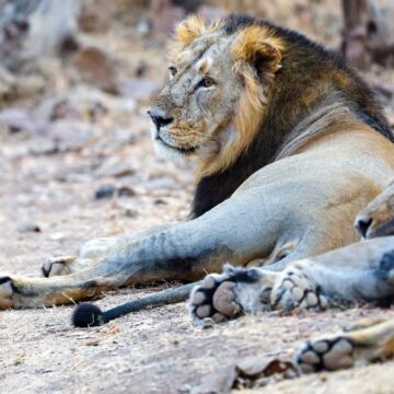 1200-675-26777502-thumbnail-16x9-lion-aspera Concern Mounts After Eight Asiatic Lions Die in Gir Landscape Within 10 Days