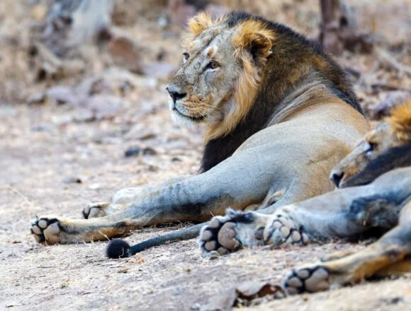1200-675-26777502-thumbnail-16x9-lion-aspera Concern Mounts After Eight Asiatic Lions Die in Gir Landscape Within 10 Days