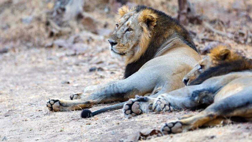 1200-675-26777502-thumbnail-16x9-lion-aspera Concern Mounts After Eight Asiatic Lions Die in Gir Landscape Within 10 Days