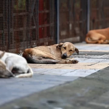 3879 Vasai-Virar Faces Rising Stray Dog Menace as Dog Bite Cases Cross 15,000 in Four Months