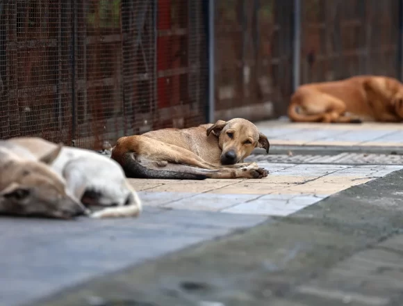 Vasai-Virar Faces Rising Stray Dog Menace as Dog Bite Cases Cross 15,000 in Four Months