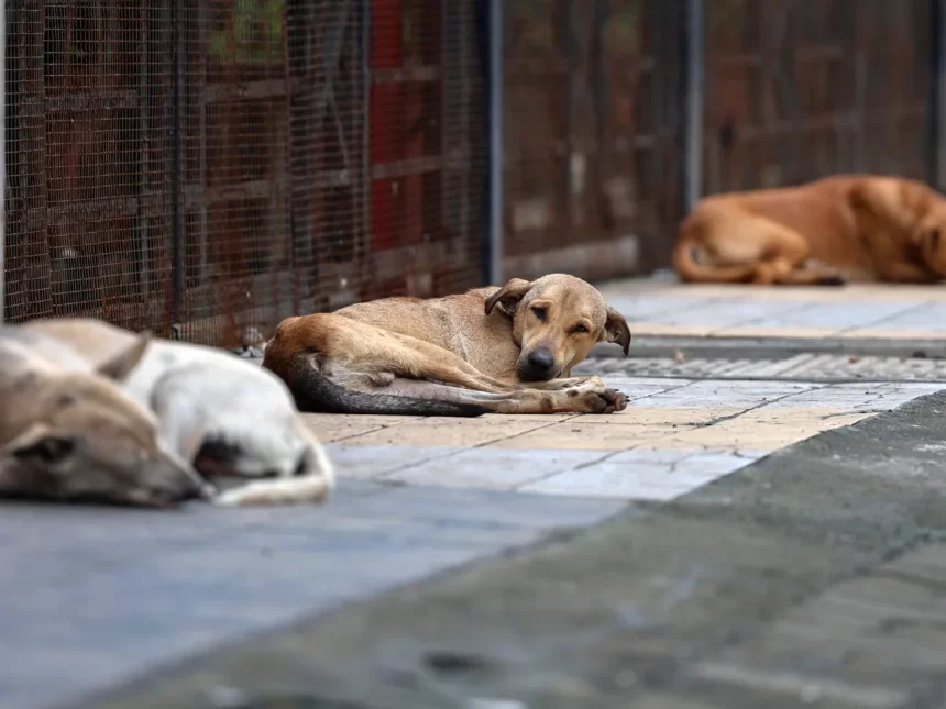3879 Vasai-Virar Faces Rising Stray Dog Menace as Dog Bite Cases Cross 15,000 in Four Months