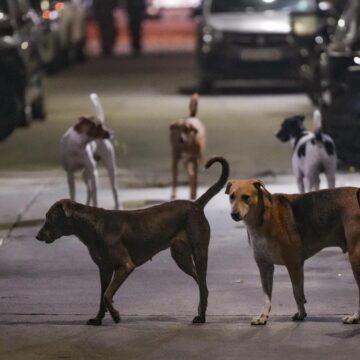 PTI11_07_2025_000175B Supreme Court Refuses to Modify Stray Dog Relocation Order, Stresses Public Safety Over Rising Dog Bite Cases