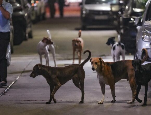 PTI11_07_2025_000175B Supreme Court Refuses to Modify Stray Dog Relocation Order, Stresses Public Safety Over Rising Dog Bite Cases