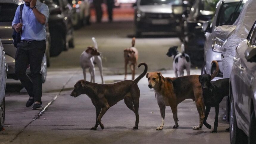 PTI11_07_2025_000175B Supreme Court Refuses to Modify Stray Dog Relocation Order, Stresses Public Safety Over Rising Dog Bite Cases