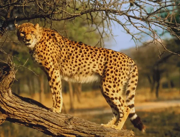 Two Botswana Cheetahs Released Into Wild at Kuno as Madhya Pradesh Strengthens ‘Cheetah State’ Identity