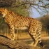 Two Botswana Cheetahs Released Into Wild at Kuno as Madhya Pradesh Strengthens ‘Cheetah State’ Identity