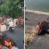 Tragic Incident in Gujarat: Family of Four Dies in Narmada Canal in Suspected Suicide Attempt