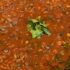 Protein-Rich Mixed Sprouts Curry: A Light, Nutritious Vegetarian Dish Perfect for Everyday Healthy Meals