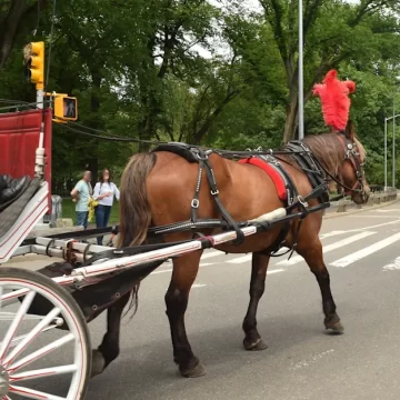 5d19fd7bd8d038d11037713b2f5b7dda Indian Teen Killed in Tragic Horse-Carriage Accident Near New York’s Central Park