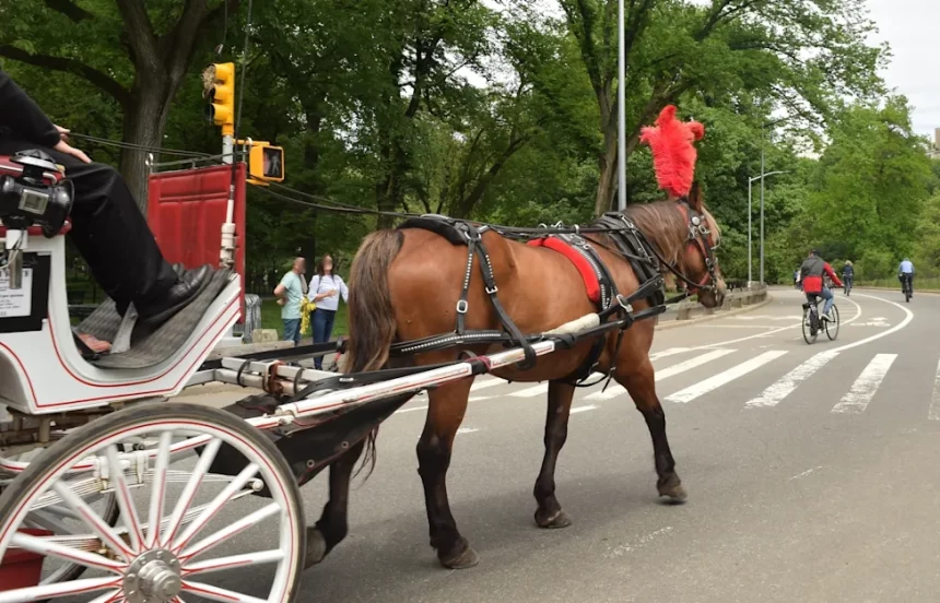 5d19fd7bd8d038d11037713b2f5b7dda Indian Teen Killed in Tragic Horse-Carriage Accident Near New York’s Central Park