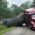 24 Million Honeybees Escape After Truck Overturns in Texas, Residential Area Put on Alert